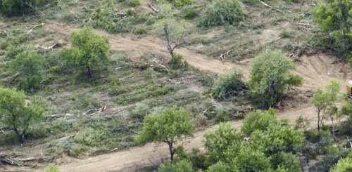 Pese a la Ley de Bosques sigue siendo elevada la extracci n