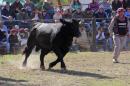 La Nacin Ganadera en Resistencia