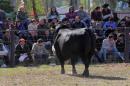 La Nacin Ganadera en Resistencia