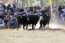 La Nacin Ganadera en Resistencia