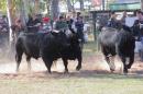 La Nacin Ganadera en Resistencia