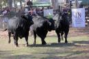 La Nacin Ganadera en Resistencia