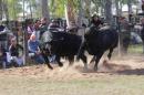 La Nacin Ganadera en Resistencia