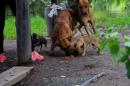 Inundaciones: Rescate animal y asistencia a familias evacuadas