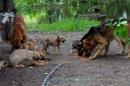 Inundaciones: Rescate animal y asistencia a familias evacuadas