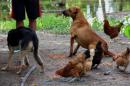 Inundaciones: Rescate animal y asistencia a familias evacuadas