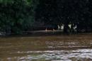 Inundaciones: Rescate animal y asistencia a familias evacuadas